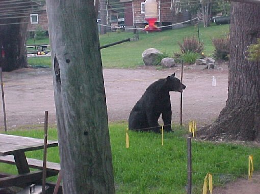 Bear at Camp Hilary