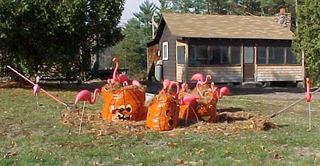 Flamingo Displays